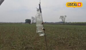 किसान ने निकाला गजब का जुगाड़, आवारा जानवर नहीं फटक रहे फसल के पास!